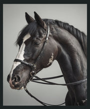 Horse - 48" x 72" Photography - Dark Gray - JaxCo Furniture