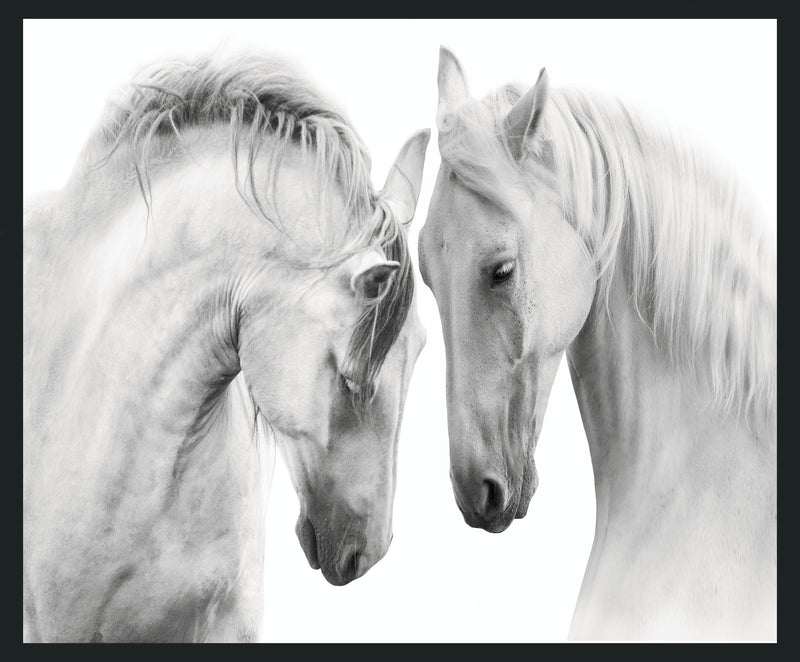 White - 48" x 72" Horses Photography - Gray - JaxCo Furniture
