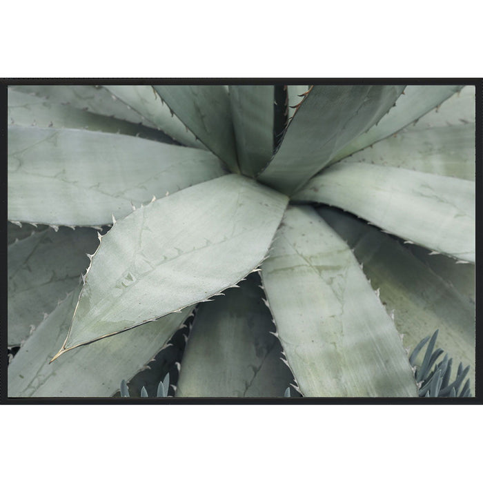 Agave I - Photography by Michael D-Avello