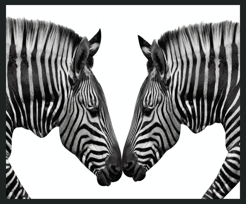 Zebras - 48" x 72" Photography - Black / White - JaxCo Furniture