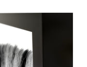 Zebras - 48" x 72" Photography - Black / White - JaxCo Furniture