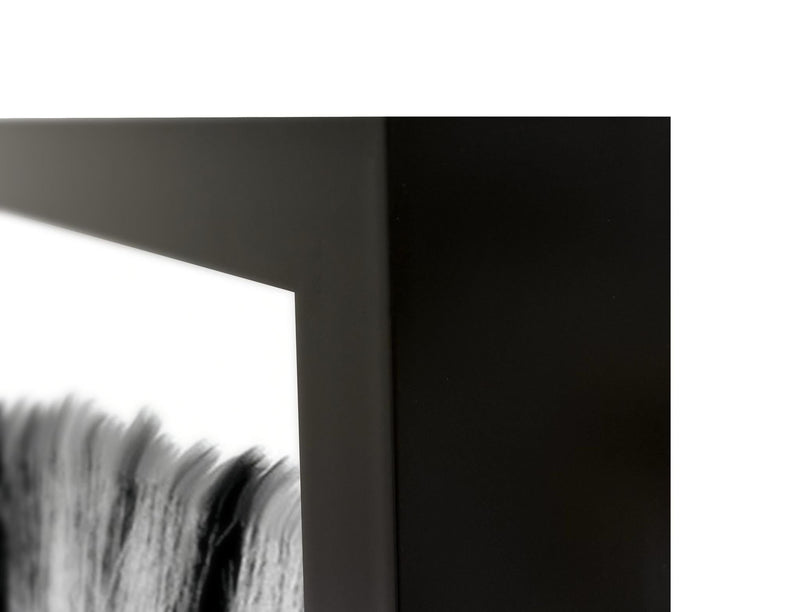 Zebras - 48" x 72" Photography - Black / White - JaxCo Furniture