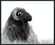 Horn - 48" x 72" Photography - Black / White - JaxCo Furniture