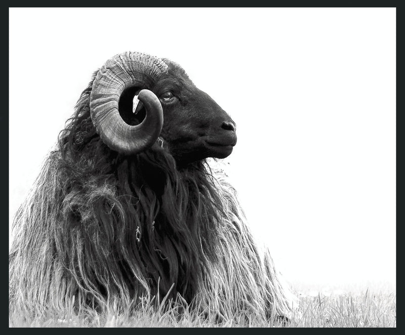 Horn - 48" x 72" Photography - Black / White - JaxCo Furniture