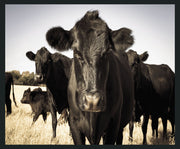 Cow - 48" x 72" Photography - Black / Light Blue - JaxCo Furniture