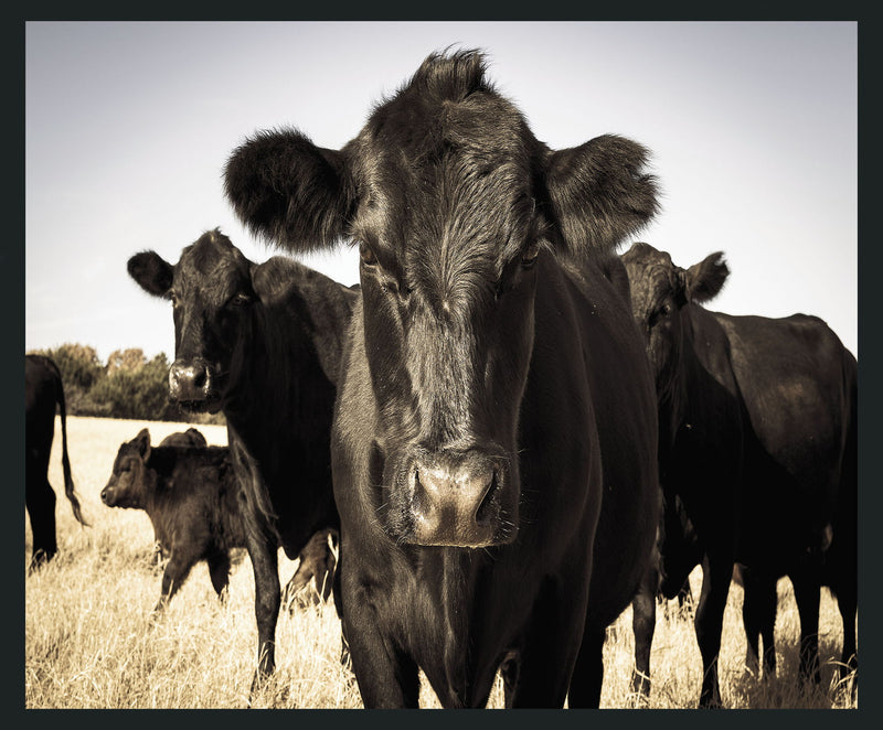 Cow - 48" x 72" Photography - Black / Light Blue - JaxCo Furniture