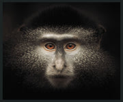 Monkey - 48" x 72" Photography - Black - JaxCo Furniture