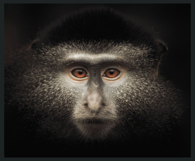 Monkey - 48" x 72" Photography - Black - JaxCo Furniture